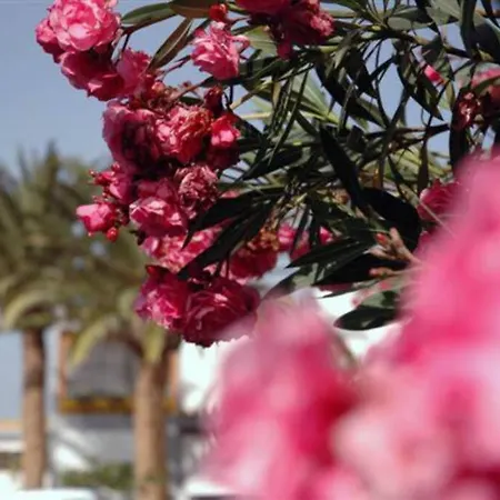 Apartamento Cozy Bungalow Pool -Wifi & Parking Costa Del Silencio *